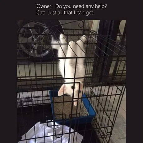 Owner: Do you need any help? Cat: Just all that I can get