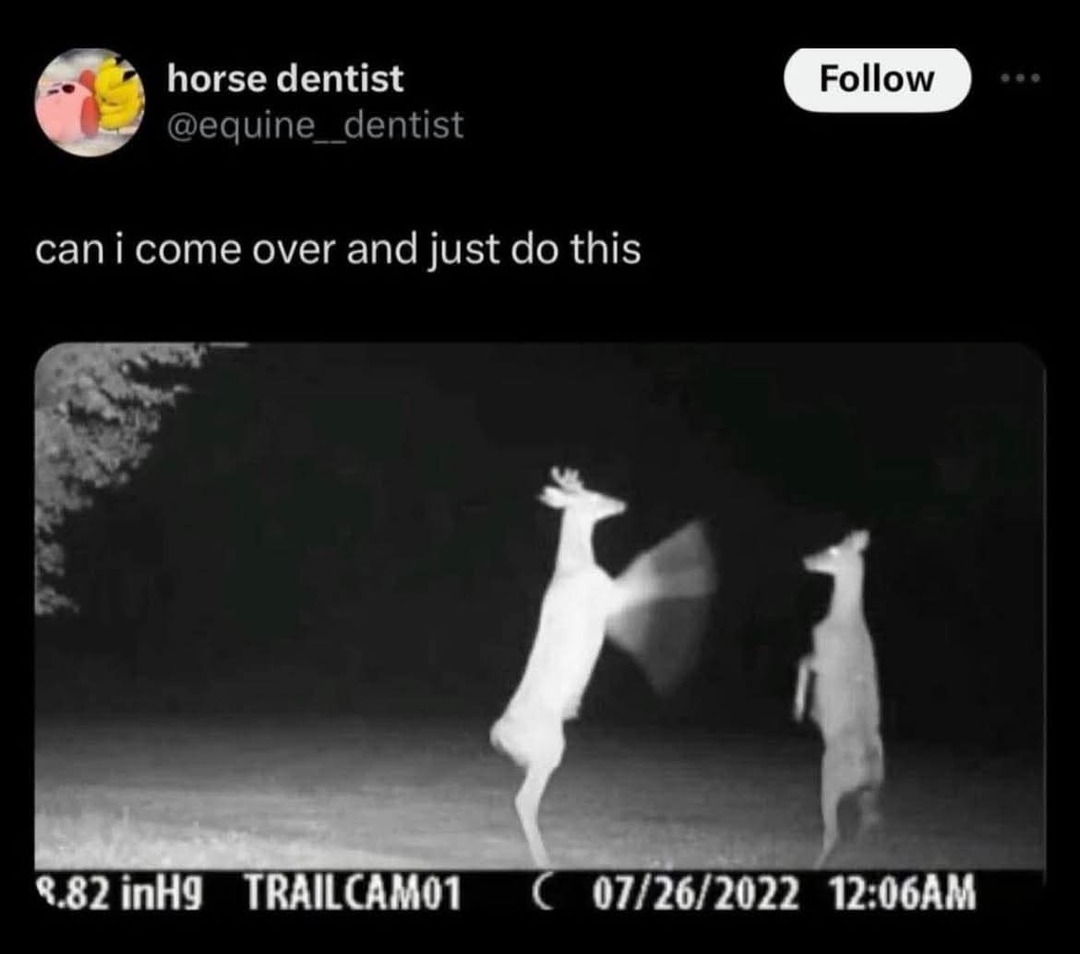 horse dentist @equine__dentist Follow can i come over and just do this 8.82 inH9 TRAILCAM01 C 07/26/2022 12:06AM. Two deer are captured by a trail camera standing on their hind legs, one appearing to playfully hit the other.