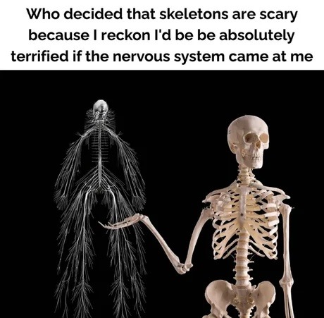 Who decided that skeletons are scary because I reckon I'd be absolutely terrified if the nervous system came at me