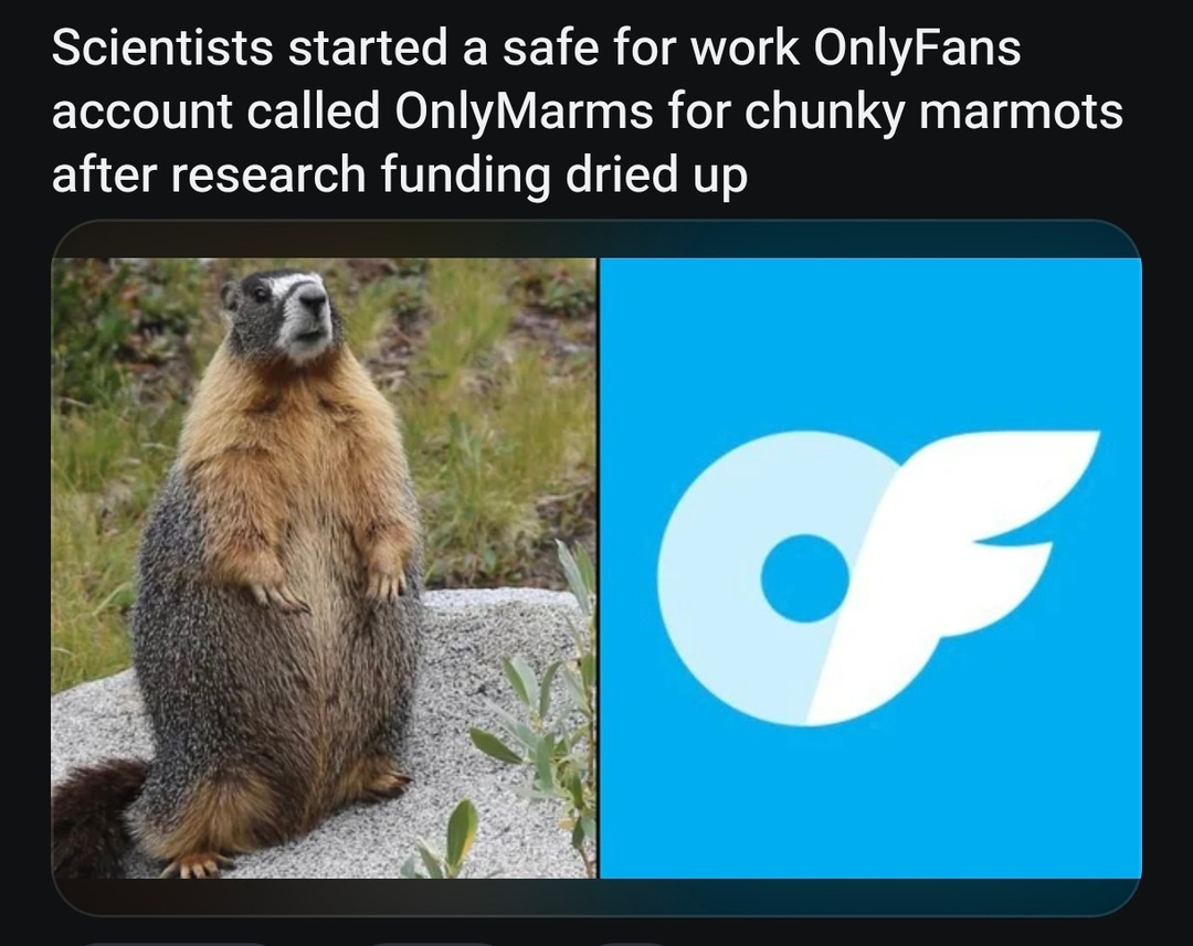 Scientists started a safe for work OnlyFans account called OnlyMarms for chunky marmots after research funding dried up
