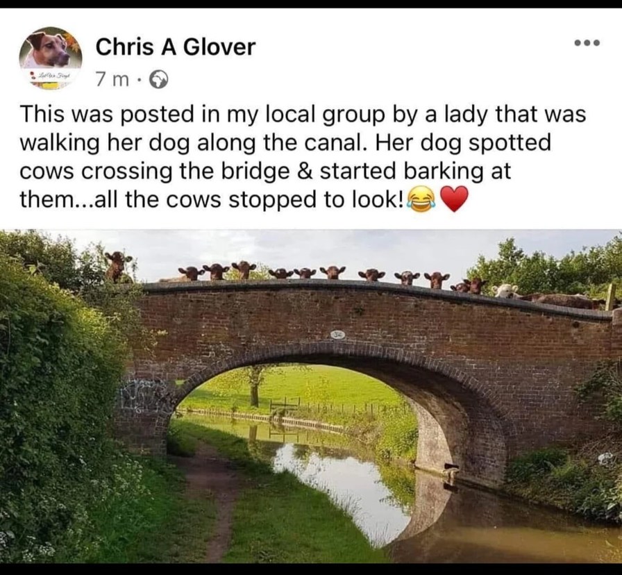 Chris A Glover 7 m This was posted in my local group by a lady that was walking her dog along the canal. Her dog spotted cows crossing the bridge & started barking at them...all the cows stopped to look! 😂❤️