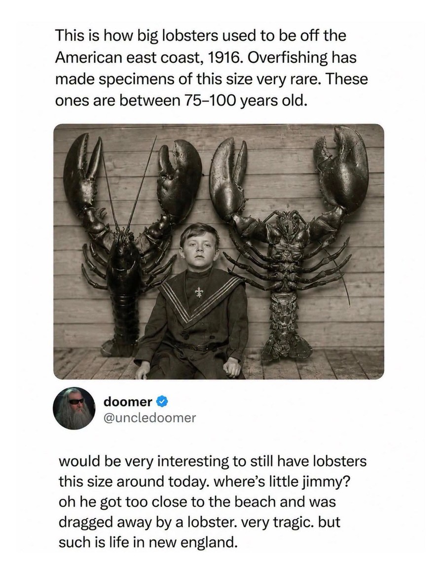 This is how big lobsters used to be off the American east coast, 1916. Overfishing has made specimens of this size very rare. These ones are between 75-100 years old. doomer @uncledoome would be very interesting to still have lobsters this size around today. where's little jimmy? oh he got too close to the beach and was dragged away by a lobster. v
