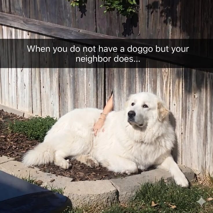When you do not have a doggo but your neighbor does...
