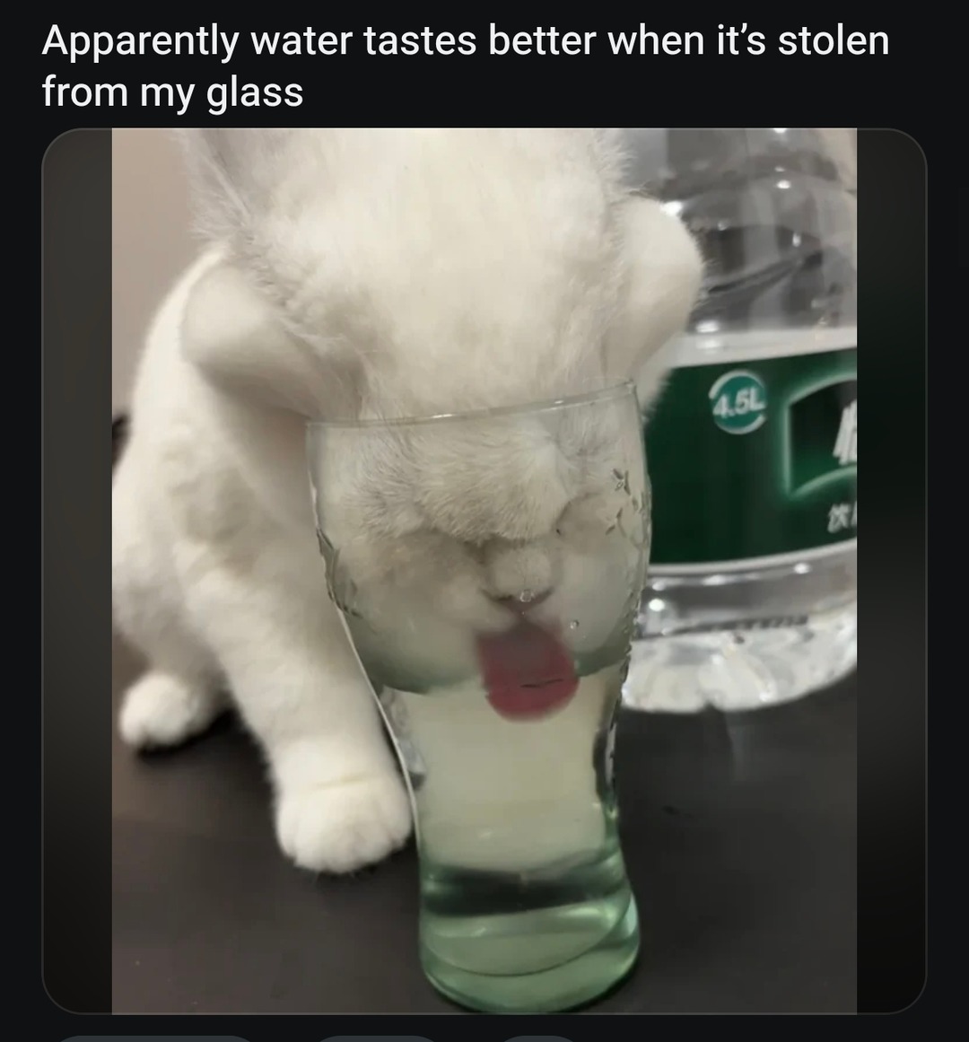 Apparently water tastes better when it's stolen from my glass