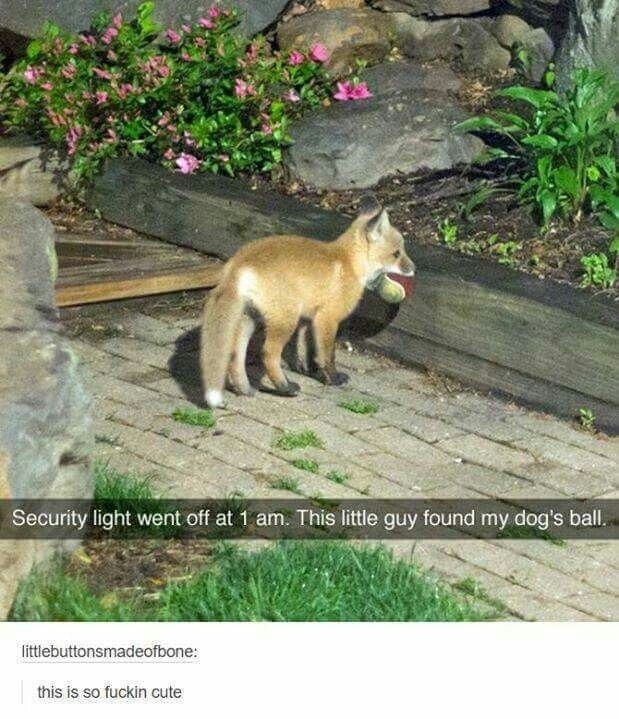 Security light went off at 1 am. This little guy found my dog's ball. littlebuttonsmadeofbone: this is so fuckin cute