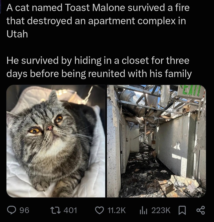 A cat named Toast Malone survived a fire that destroyed an apartment complex in Utah. He survived by hiding in a closet for three days before being reunited with his family.