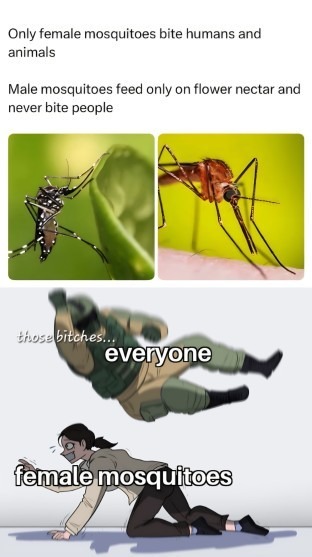 Only female mosquitoes bite humans and animals. Male mosquitoes feed only on flower nectar and never bite people. those bitches... everyone female mosquitoes