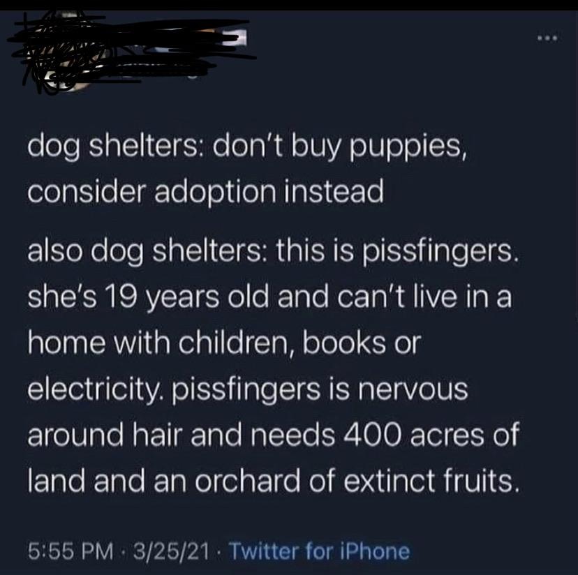 dog shelters: don't buy puppies, consider adoption instead
also dog shelters: this is pissfingers. she's 19 years old and can't live in a home with children, books or electricity. pissfingers is nervous around hair and needs 400 acres of land and an orchard of extinct fruits.
