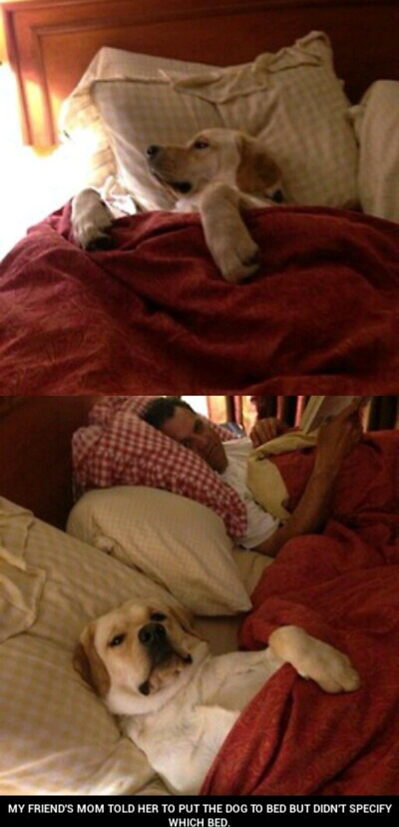 My friend's mom told her to put the dog to bed but didn't specify which bed. The image shows a dog first alone in a bed, then in another bed with a person, illustrating the humorous misunderstanding of the instruction.