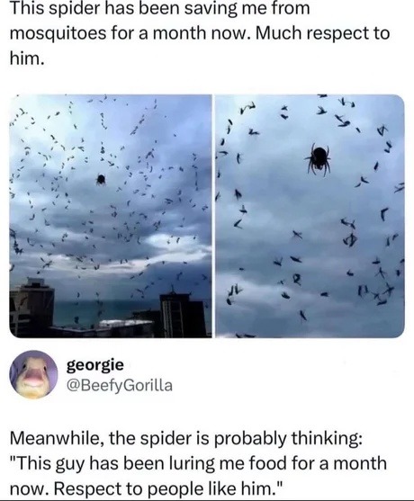 This spider has been saving me from mosquitoes for a month now. Much respect to him. georgie @BeefyGorilla Meanwhile, the spider is probably thinking: 