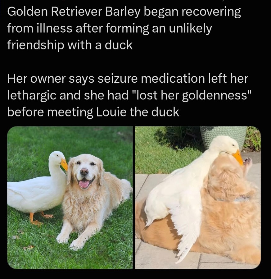 Golden Retriever Barley began recovering from illness after forming an unlikely friendship with a duck. Her owner says seizure medication left her lethargic and she had 