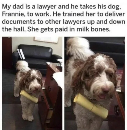 My dad is a lawyer and he takes his dog, Frannie, to work. He trained her to deliver documents to other lawyers up and down the hall. She gets paid in milk bones.