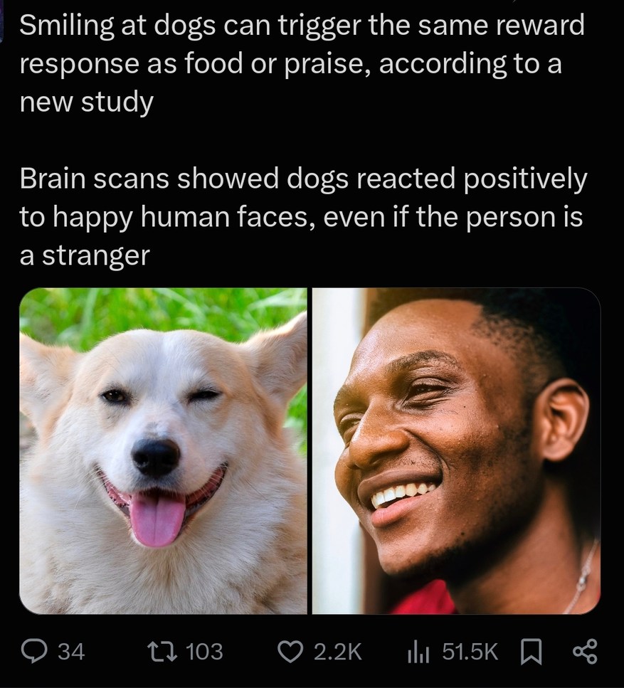 Smiling at dogs can trigger the same reward response as food or praise, according to a new study. Brain scans showed dogs reacted positively to happy human faces, even if the person is a stranger.