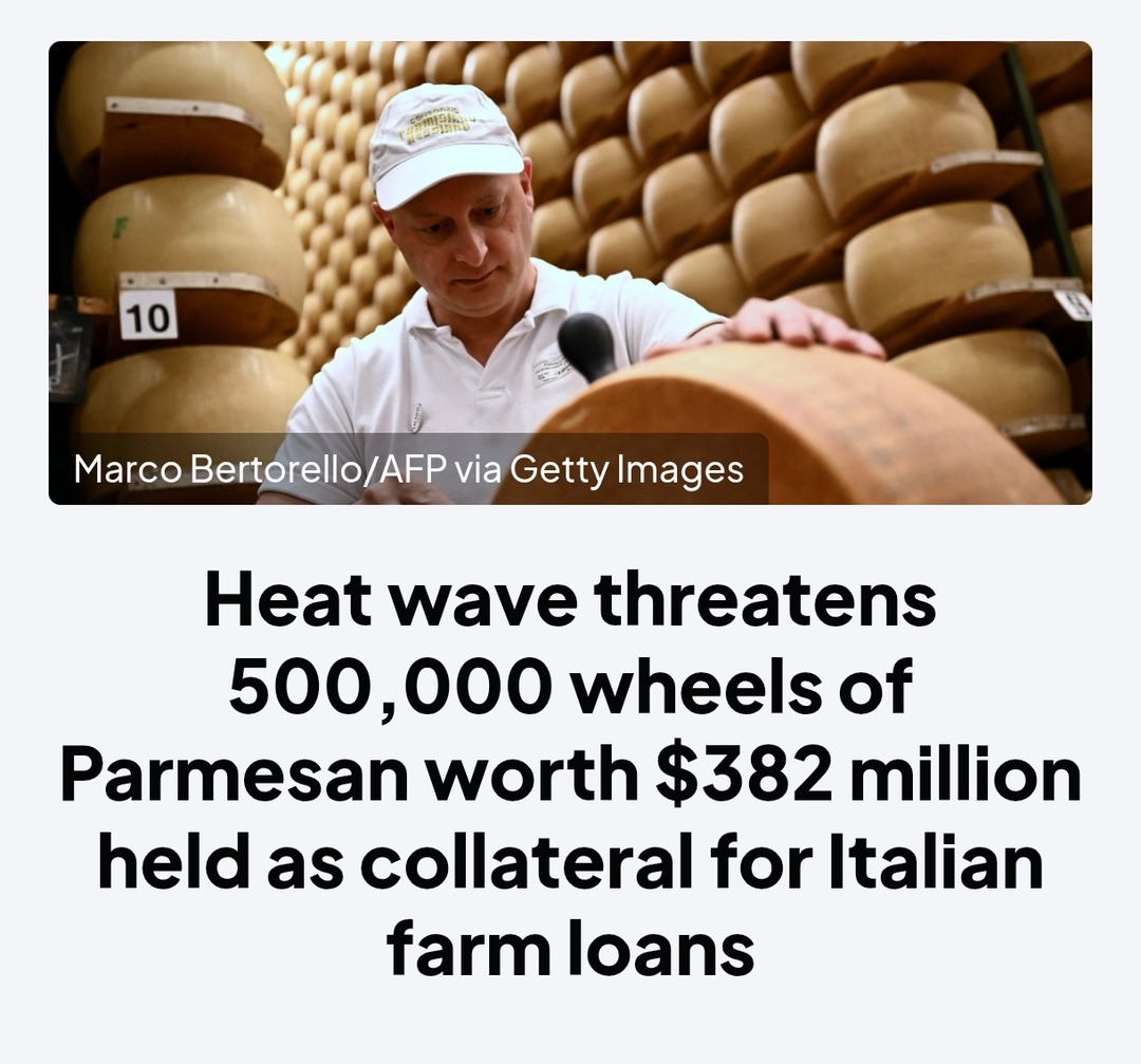 Marco Bertorello/AFP via Getty Images 10 Heat wave threatens 500,000 wheels of Parmesan worth $382 million held as collateral for Italian farm loans