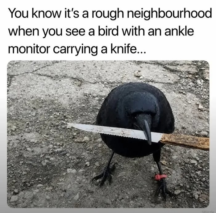 You know it's a rough neighbourhood when you see a bird with an ankle monitor carrying a knife...