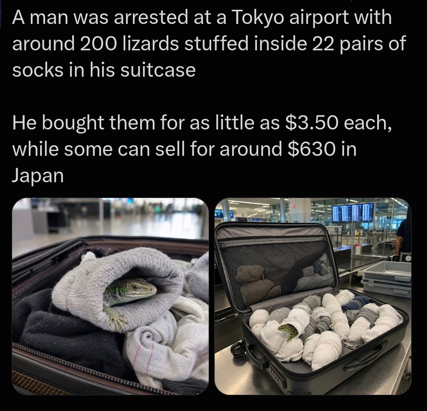 A man was arrested at a Tokyo airport with around 200 lizards stuffed inside 22 pairs of socks in his suitcase. He bought them for as little as $3.50 each, while some can sell for around $630 in Japan.
