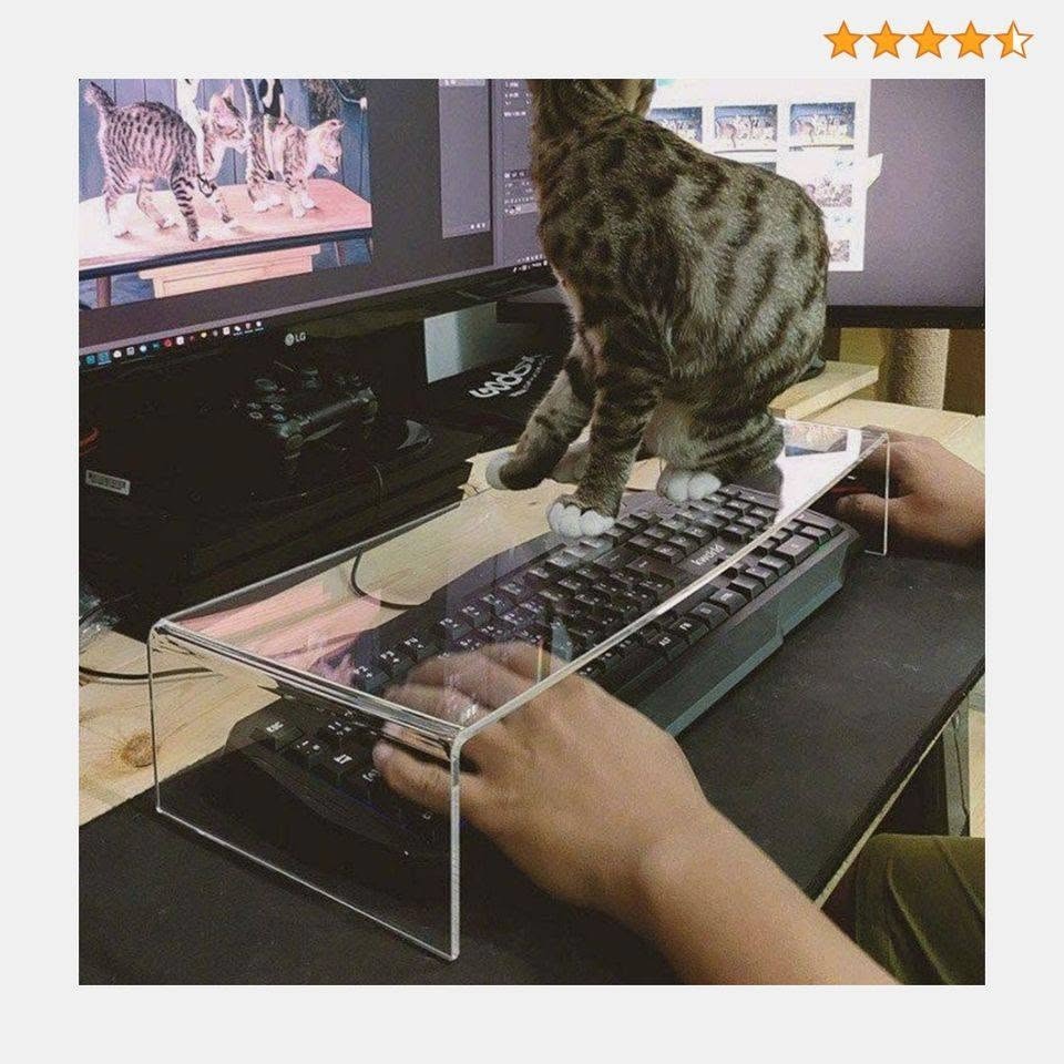 A cat stands on a clear acrylic keyboard cover while a person types underneath. The computer monitor displays images of cats, including the LG logo.