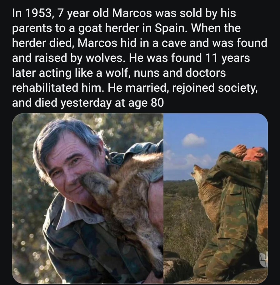 In 1953, 7 year old Marcos was sold by his parents to a goat herder in Spain. When the herder died, Marcos hid in a cave and was found and raised by wolves. He was found 11 years later acting like a wolf, nuns and doctors rehabilitated him. He married, rejoined society, and died yesterday at age 80