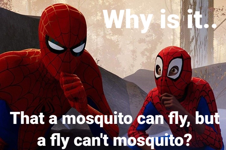 Why is it.. That a mosquito can fly, but a fly can't mosquito?