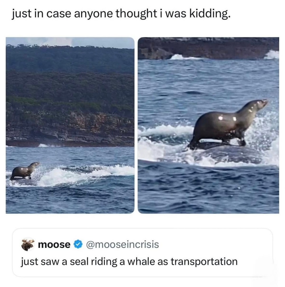 just in case anyone thought i was kidding. just saw a seal riding a whale as transportation