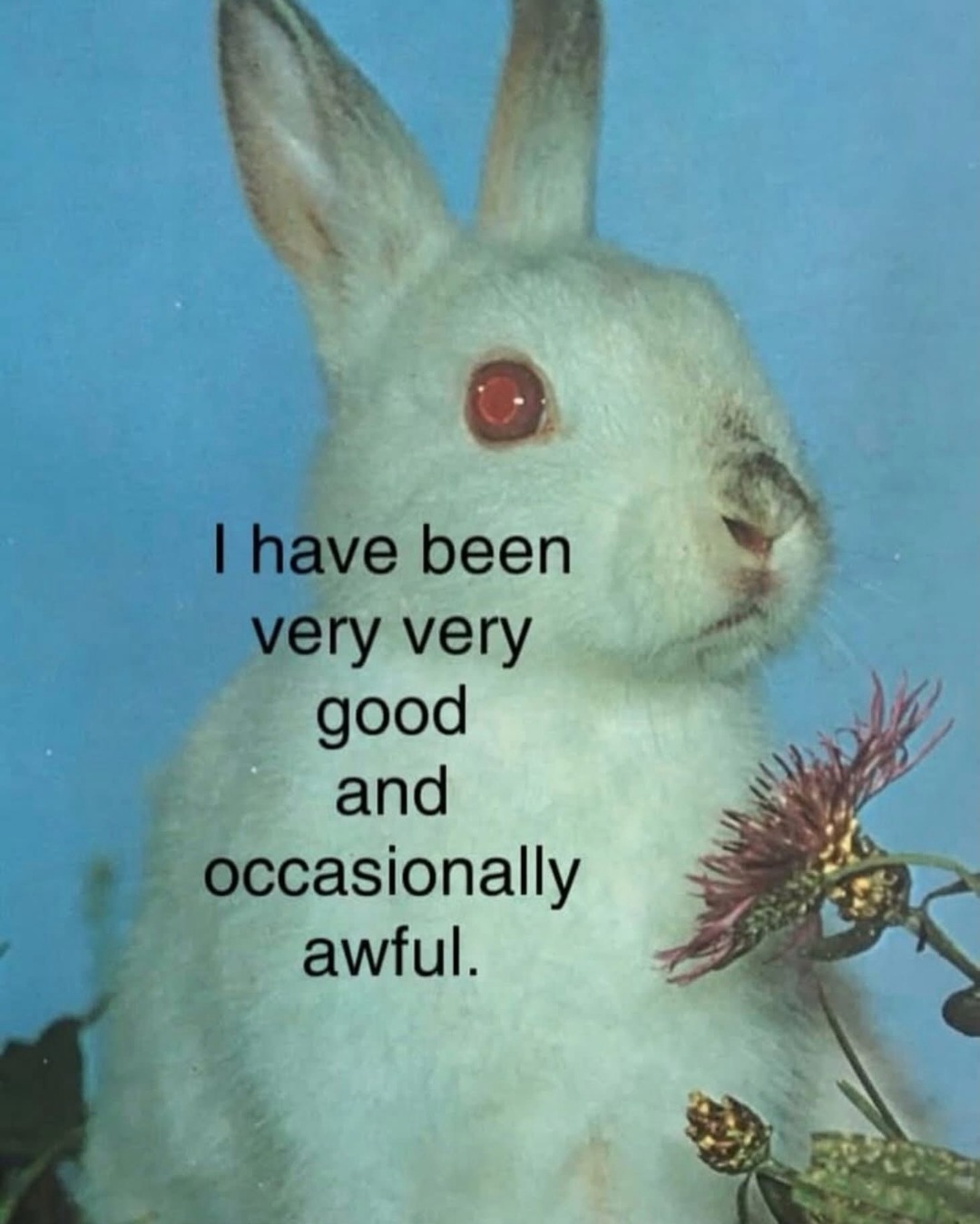 I have been very very good and occasionally awful.