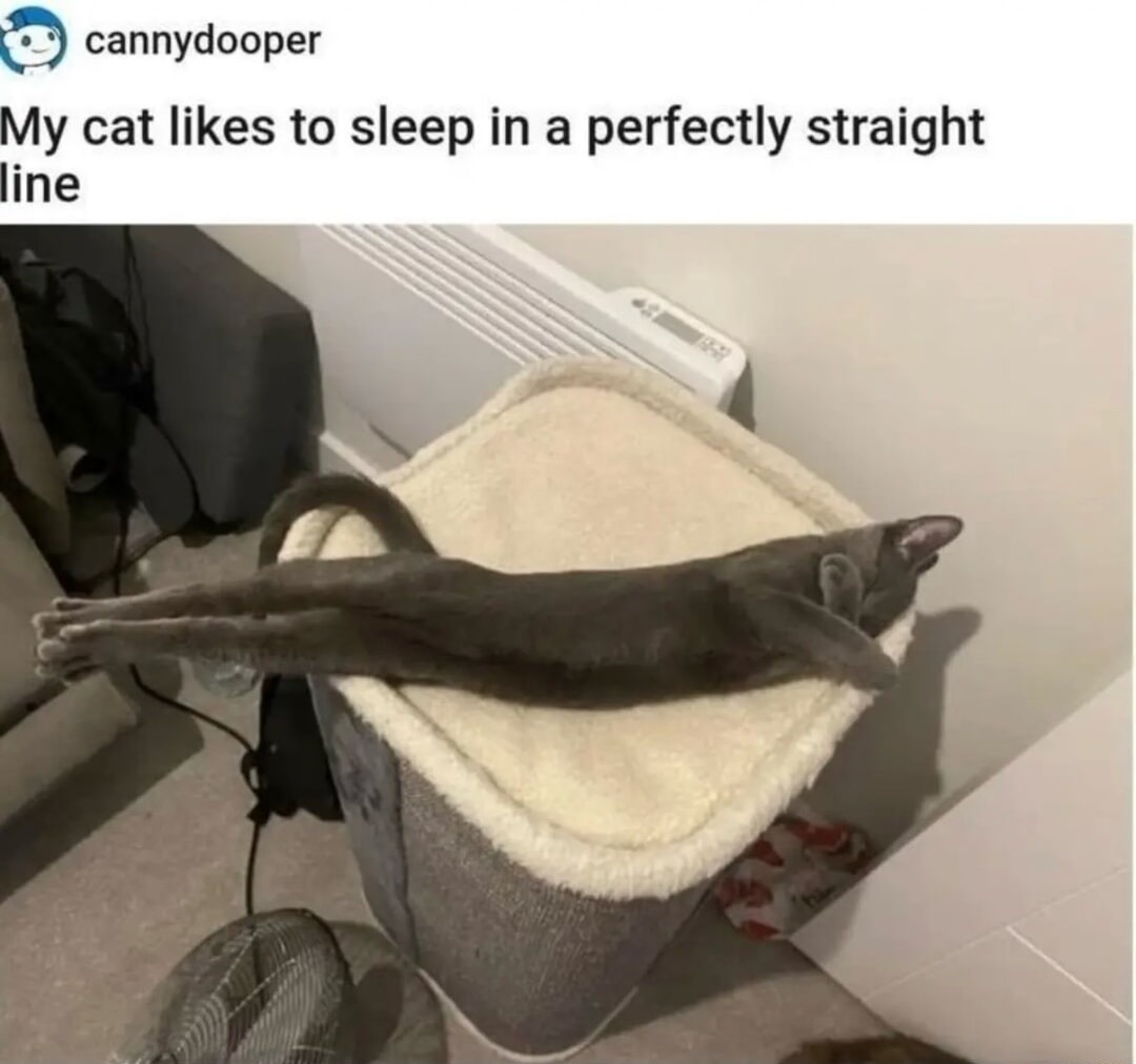 My cat likes to sleep in a perfectly straight line