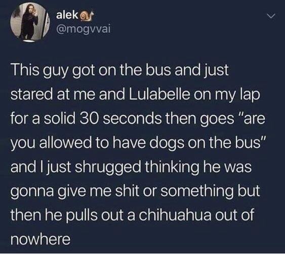 This guy got on the bus and just stared at me and Lulabelle on my lap for a solid 30 seconds then goes 