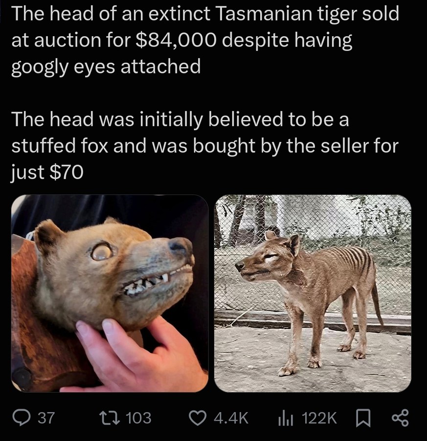 The head of an extinct Tasmanian tiger sold at auction for $84,000 despite having googly eyes attached. The head was initially believed to be a stuffed fox and was bought by the seller for just $70.