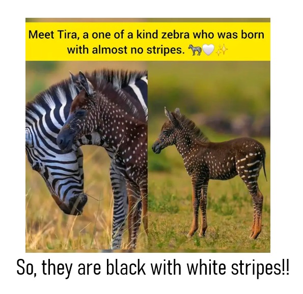 Meet Tira, a one of a kind zebra who was born with almost no stripes. So, they are black with white stripes!!