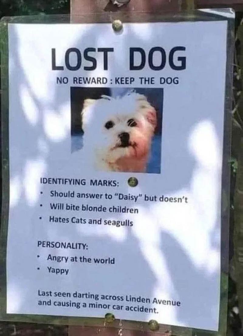 LOST DOG NO REWARD : KEEP THE DOG IDENTIFYING MARKS: Should answer to 