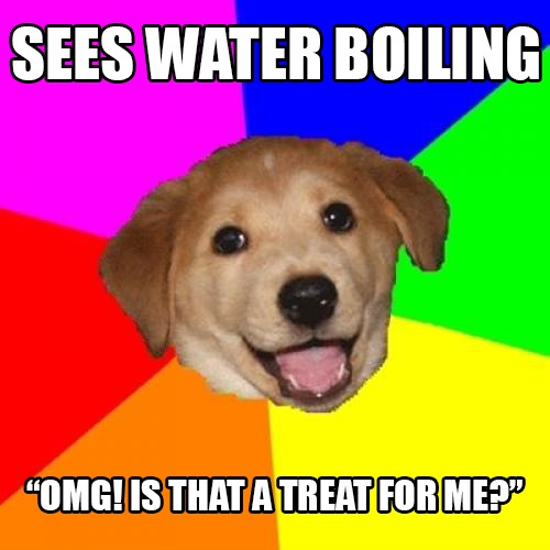 SEES WATER BOILING “OMG! IS THAT A TREAT FOR ME?”