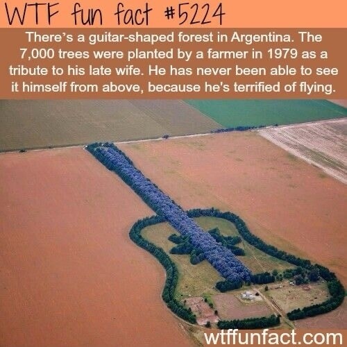 WTF fun fact #5224
There's a guitar-shaped forest in Argentina. The 7,000 trees were planted by a farmer in 1979 as a tribute to his late wife. He has never been able to see it himself from above, because he's terrified of flying.
wtffunfact.com