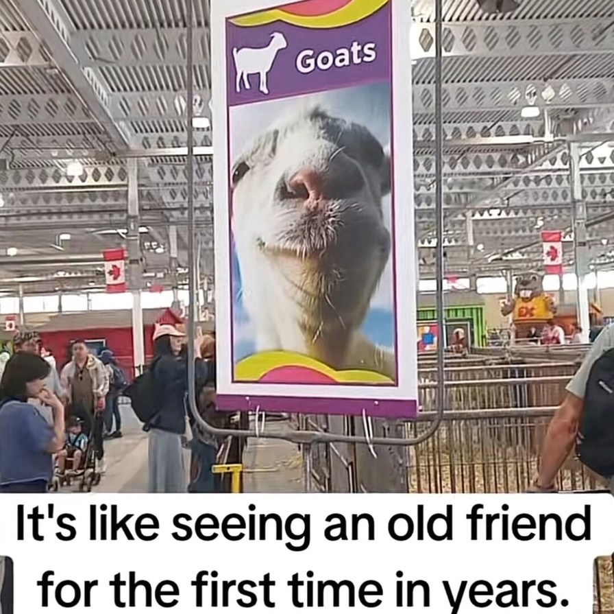 Goats. It's like seeing an old friend for the first time in years.