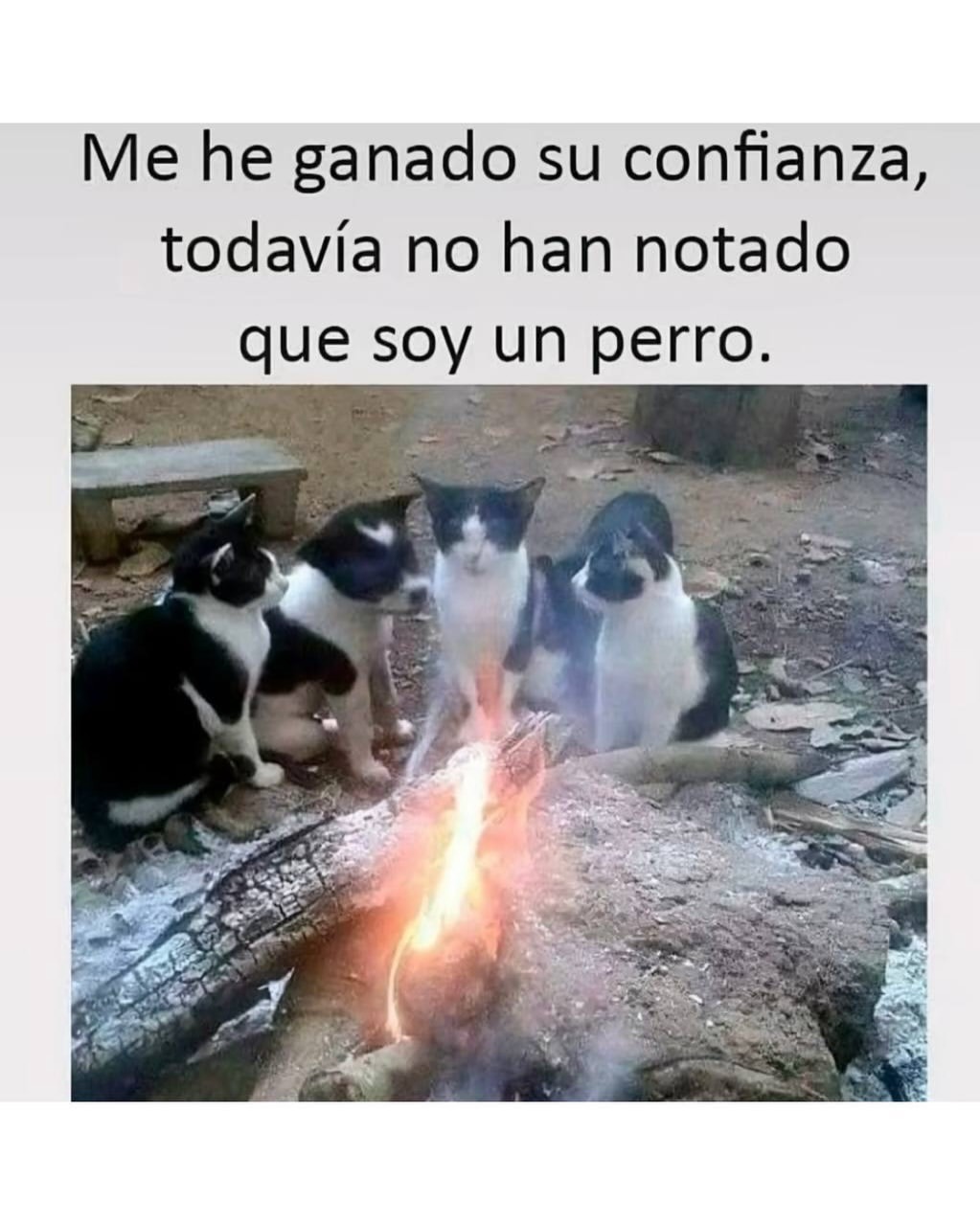 Me he ganado su confianza, todavía no han notado que soy un perro.