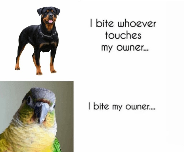 I bite whoever touches my owner... I bite my owner....