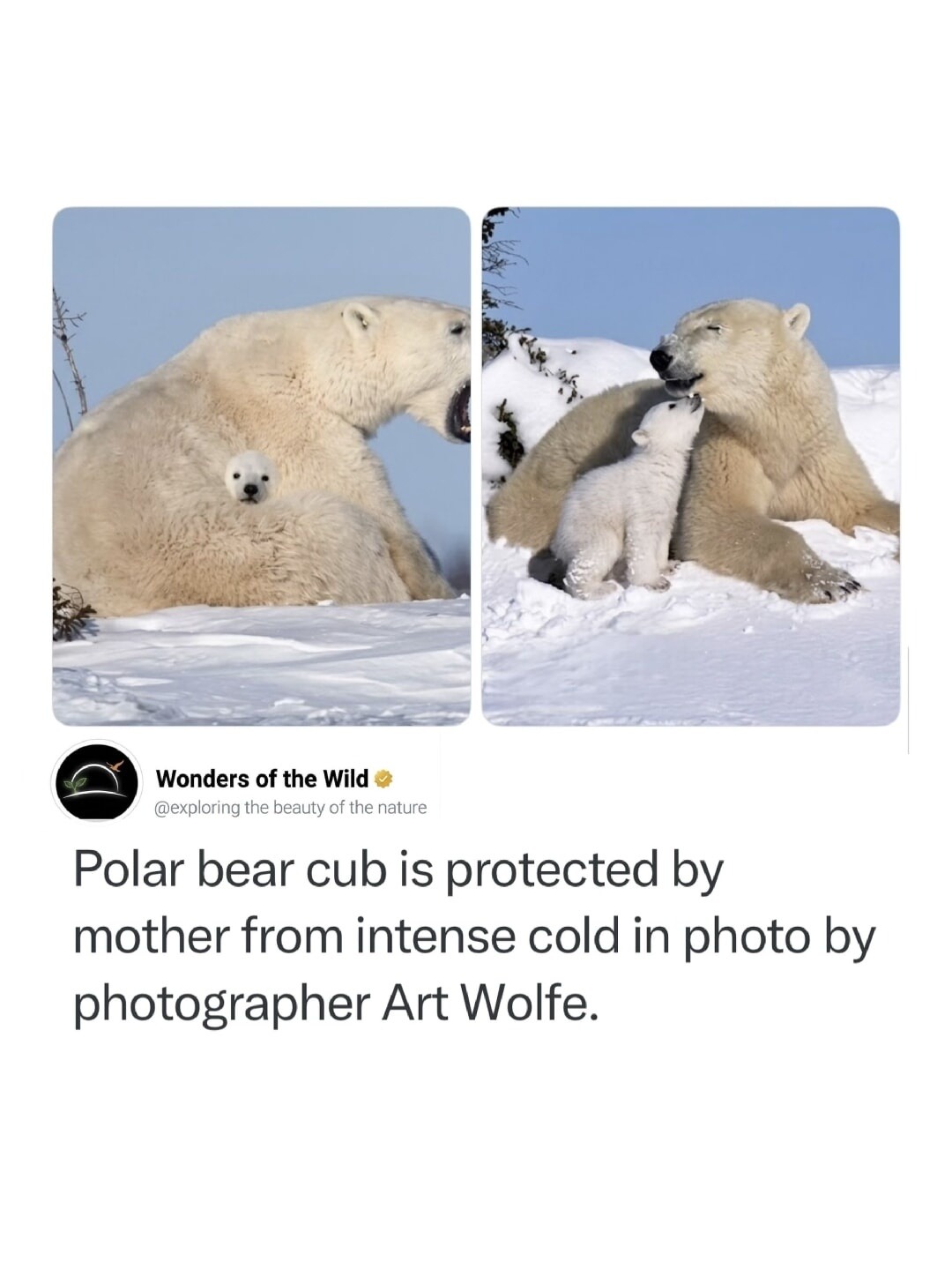 Wonders of the Wild @exploring the beauty of the nature Polar bear cub is protected by mother from intense cold in photo by photographer Art Wolfe.