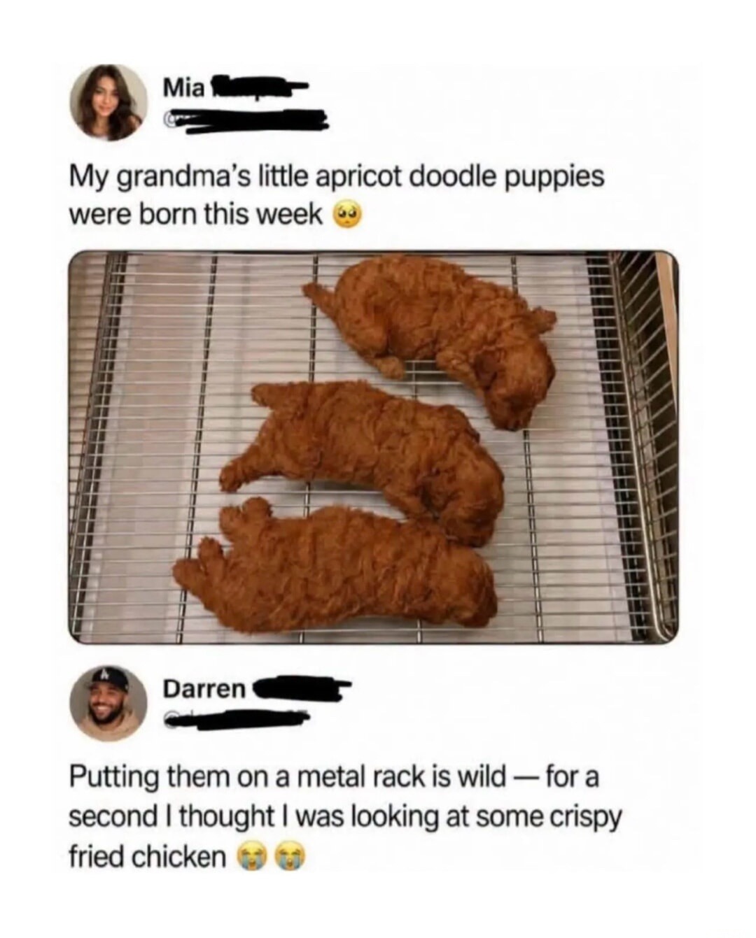 Mia: My grandma's little apricot doodle puppies were born this week 🥺. Darren: Putting them on a metal rack is wild — for a second I thought I was looking at some crispy fried chicken 😭😭