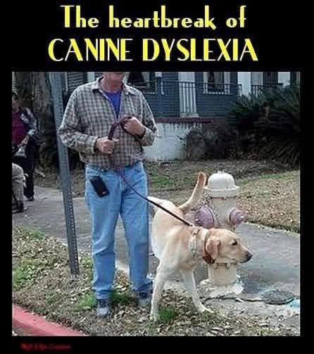 The heartbreak of CANINE DYSLEXIA