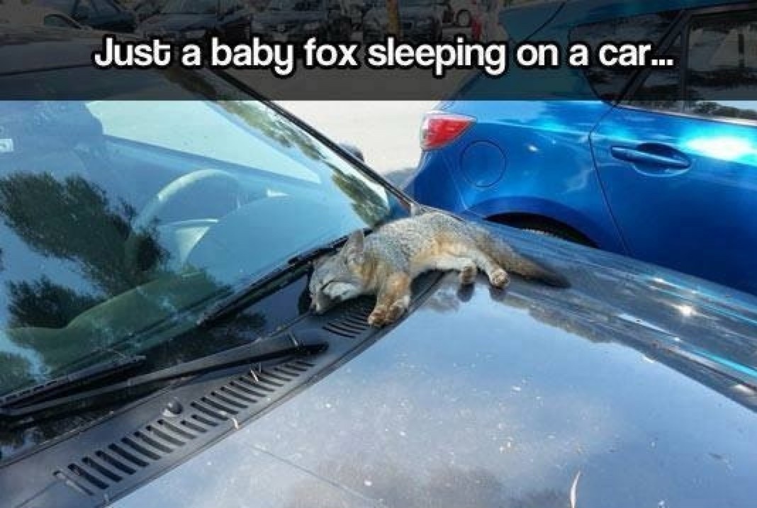 Just a baby fox sleeping on a car...