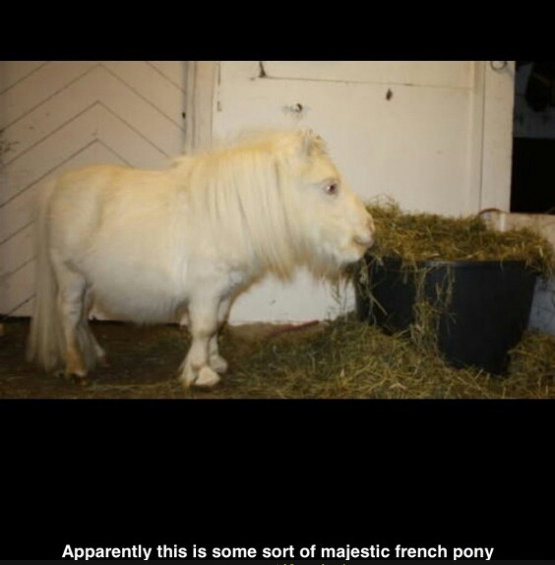 Apparently this is some sort of majestic french pony