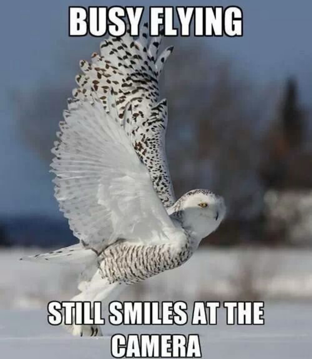 BUSY FLYING STILL SMILES AT THE CAMERA