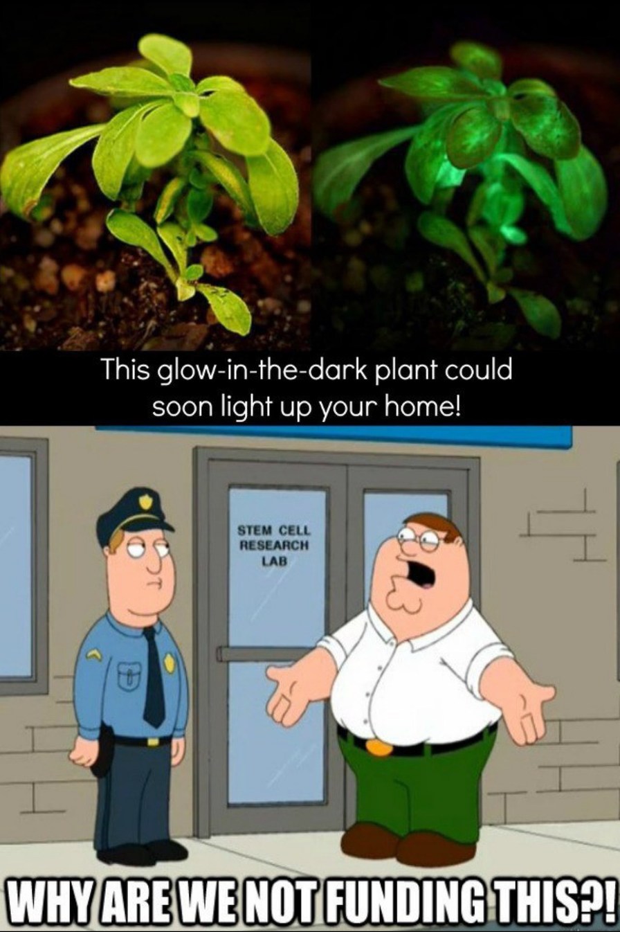 This glow-in-the-dark plant could soon light up your home! STEM CELL RESEARCH LAB WHY ARE WE NOT FUNDING THIS?!