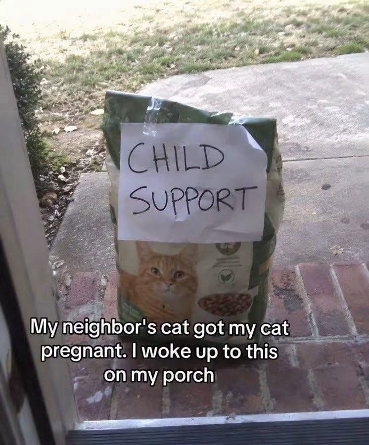 CHILD SUPPORT My neighbor's cat got my cat pregnant. I woke up to this on my porch