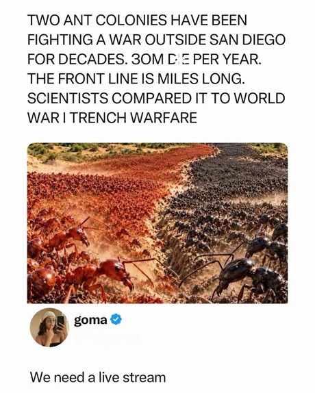 TWO ANT COLONIES HAVE BEEN FIGHTING A WAR OUTSIDE SAN DIEGO FOR DECADES. 30M DIE PER YEAR. THE FRONT LINE IS MILES LONG. SCIENTISTS COMPARED IT TO WORLD WAR I TRENCH WARFARE. We need a live stream.