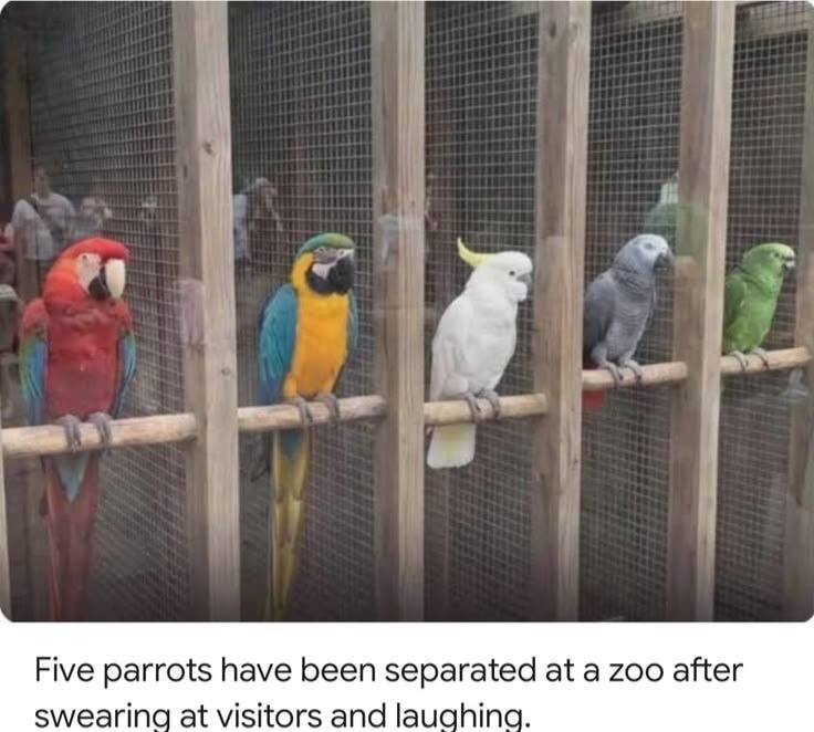 Five parrots have been separated at a zoo after swearing at visitors and laughing.