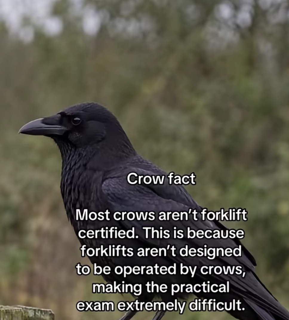 Crow fact Most crows aren't forklift certified. This is because forklifts aren't designed to be operated by crows, making the practical exam extremely difficult.