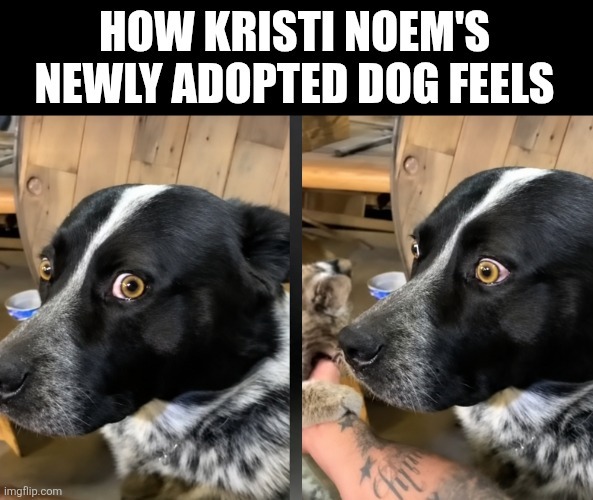 HOW KRISTI NOEM'S NEWLY ADOPTED DOG FEELS