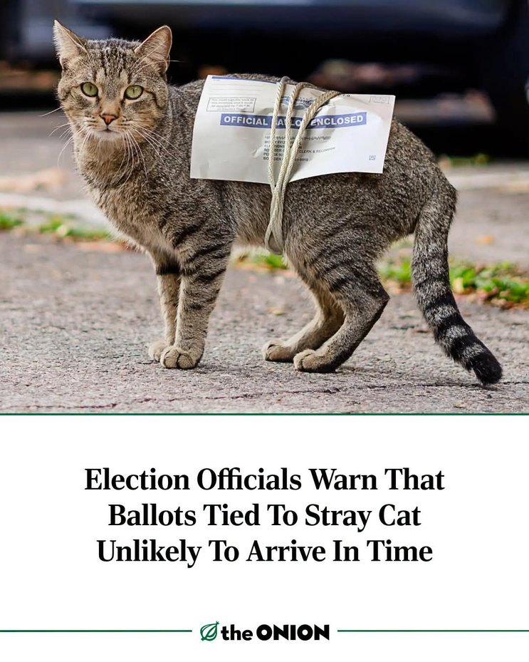 OFFICIAL ENCLOSED Election Officials Warn That Ballots Tied To Stray Cat Unlikely To Arrive In Time the ONION